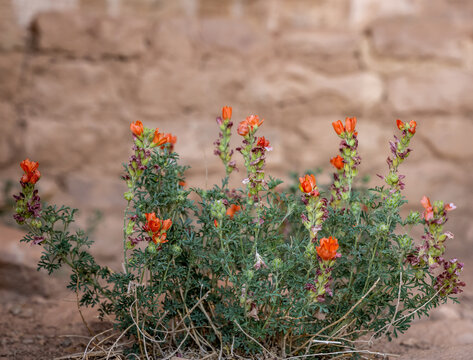 Penstemon Blossoms Grow in Front of Ciff Dwelling