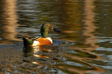 A northern shoveler (Spatula clypeata) duck swims in the water at Longboat Key, Florida