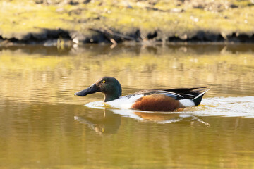 A northern shoveler (Spatula clypeata) duck swims in the water at Longboat Key, Florida