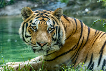 primo piano di una tigre siberiana