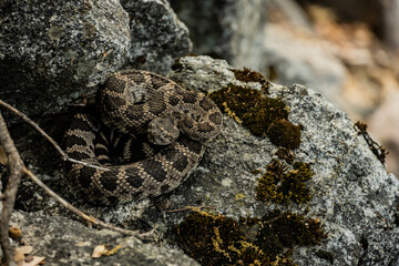 Fototapeta na wymiar Rattlesnake coiled up under a rock along the Tuolumne river trail