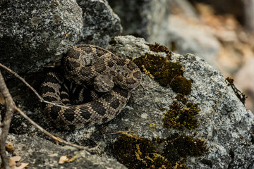 Rattlesnake coiled up under a rock along the Tuolumne river trail