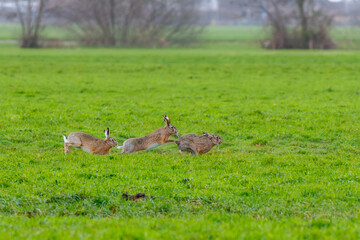Close up of a group of hares or European hare, Lepus europaeus, rattling during mating season in natural habitat running after each other across the grassy grass of a polder meadow