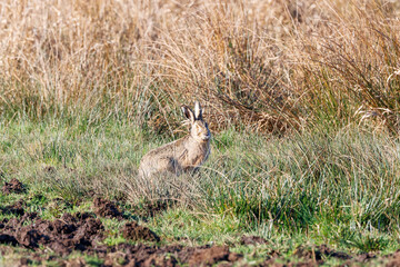 Close up of a hare or European hare, Lepus europaeus, foraging in natural habitat with bright eyes and attentive attitude