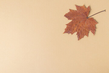 Red maple leaf on beige background. Top view. Autumn background. Space for text