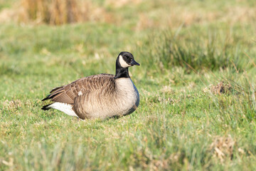 Close up of Small Canada Goose, Branta hutchinsii, with white nape throatband foraging in a green grassy meadow with attentive look in the eyes