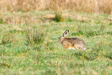 Obraz na płótnie Canvas Close up of a hare or European hare, Lepus europaeus, foraging in natural habitat with bright eyes and attentive attitude
