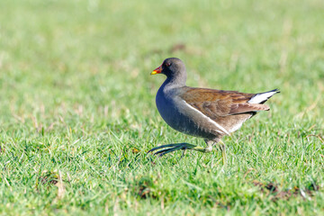 Close up of a Moorhen, Gallinula chloropus, looking back and running through a green grassy meadow in a fleeing pose with raised leg with long toes red bill, yellow bill tip,