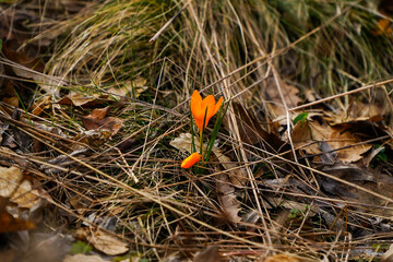 Golden crocus (Crocus chrysanthus) in the forest. Spring. Spring flowers.