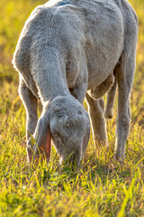 pecora che bruca in un campo