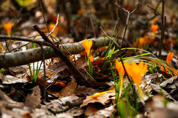 Golden crocus (Crocus chrysanthus) in the forest. Spring. Spring flowers.
