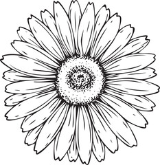 Vector illustration, isolated, black and white chamomile flower, with veins. For holiday, invitation, congratulations, decoration and as a design element. Drawn by hand.