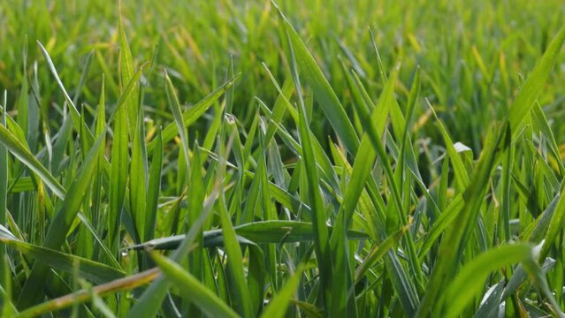 green grass with water drops slow motion spring