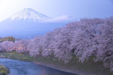 静岡県 龍巌淵 富士山 桜