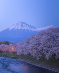 静岡県 龍巌淵 富士山 桜