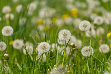 Meadow with heads of seeds of dandelion with blurry background