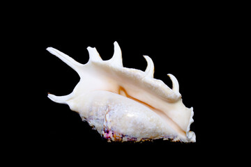 Lambis lambis, common name of the spider shell, bottom