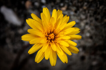 2020 early spring. Yellow wild flower blossomed near a wall