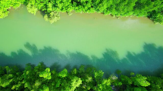 An intricate network of twisted roots and lush vegetation blankets the muddy banks of a meandering river, providing a vital habitat for a diverse array of plant and animal species. 4K Drone. Thailand
