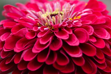 Detail of an red Zinnia. Beautiful red Zinnia is blooming. Flower background. Daisy on green background. copy space for text. Gerbera is a genus of plants in the daisy family. Common Zinnia