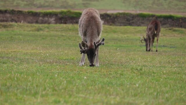 venado cola blanca comiendo en los p&aacute;ramos del cotopaxi