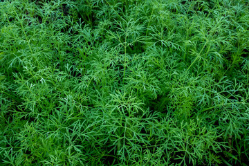 Young dill field, close-up. Green dill plants for publication, design, poster, calendar, post, screensaver, wallpaper, postcard, banner, cover, website. High quality photo