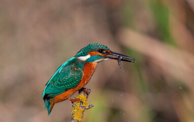 colorful bird trying to swallow the fish it caught, Common Kingfisher, Alcedo atthis