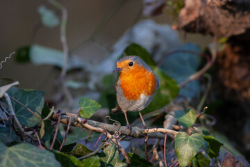 cute little bird with red breast, Kizilgerdan, European Robin, Erithacus rubecula