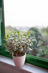 Succulent crassula in a pot on the windowsill. The jade plant with green juicy leaves for...