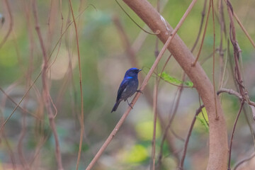 Obraz premium Small niltava (Niltava macgrigoriae) at Lion Safari Park, Rabindra Saravar, Kolkata, India
