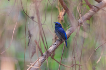 Obraz premium Small niltava (Niltava macgrigoriae) at Lion Safari Park, Rabindra Saravar, Kolkata, India