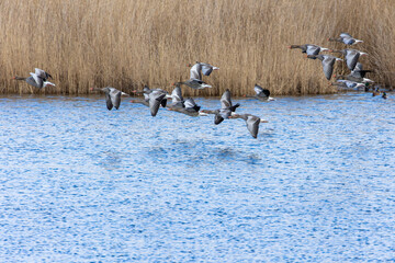 Gänse über dem See © Frank`s Photography