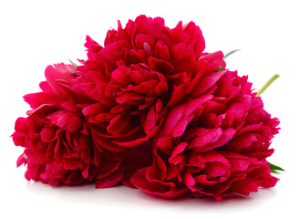 Bouquet of red peonies.