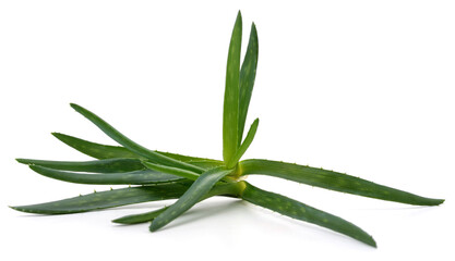Fototapeta premium Green aloe leaves.