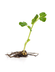 Sprouted pea with green sprout.