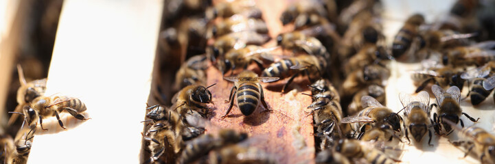 Honey bees enter hive closeup. Beekeeping for beginners