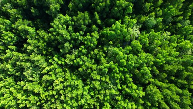 Drone captures lush mangrove forest from above- dense tangle of roots and branches, vibrant green canopy, and intricate water channels create a breathtaking top view. Thailand. nature concept. 4K

