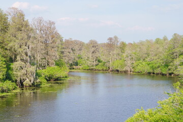 Fototapeta na wymiar The Spring landscape of Hillsborough river and Lettuce park at Tampa, Florida