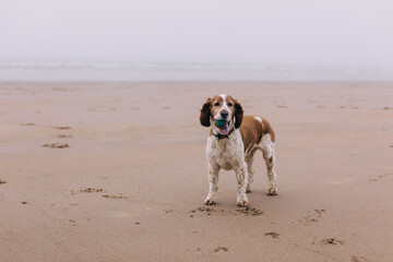 Obedient spaniel dog on the beach with ball, standing on sandy shore on a cloudy day