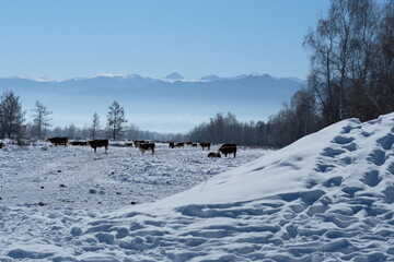 Cows on a snow-covered field with poop. Landscape with a herd of cows on the background of mountains and trees.
