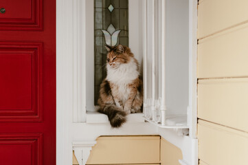 Sweet cat sitting on the wall of a house