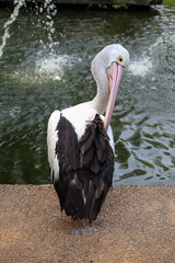 Closed Up Picture of Australian Pelican from Back View while the Head is Looking at its Back