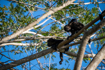 wo howler monkeys in a tree in northern Costa Rica
