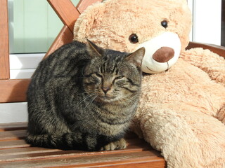 a tabby cat and a taddy bear