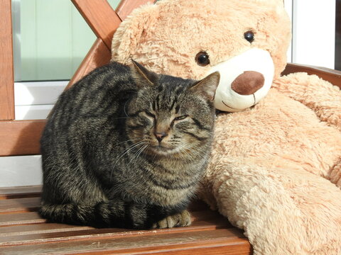a tabby cat and a taddy bear