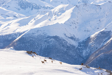 Fototapeta na wymiar Chamois in snowy Picos de Europa