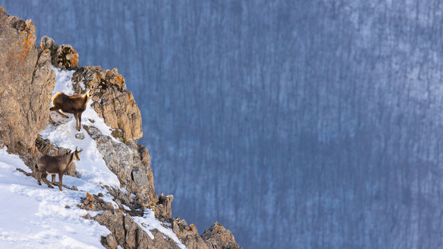 Chamois in snowy Picos de Europa