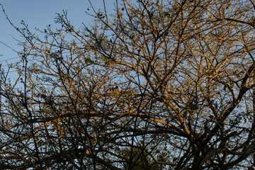 Fototapeta premium branches of a tree