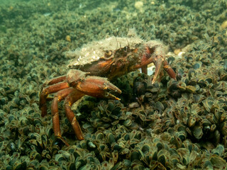 Green Crab