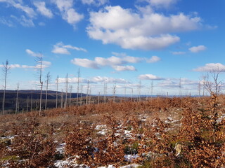 forest dieback due to climate change in teutoburg forest near egge tower